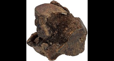 Dog Woodzzz Kauwwortel Met Olijfolie