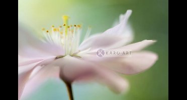 Afbeelding op acrylglas - Zacht roze Kersenbloesem