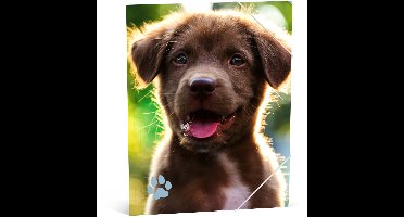 Lannoo Graphics - MY FAVOURITE FRIENDS ELASTOMAP A4 BLUE / DOG