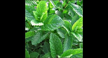 12 x Mentha spicata 'Maroccan' - Marokkaanse Munt in 9x9cm pot met hoogte 5-10cm