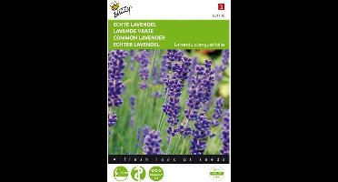 Buzzy Zaden Lavendel - Lavandula angustifolia