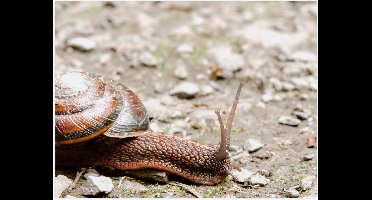 Poster – Slak op Zandsteentjes - 40x30cm Foto op Posterpapier