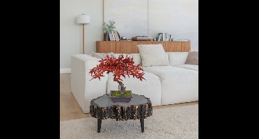 Acer Kunst Bonsai 50cm Burgundy