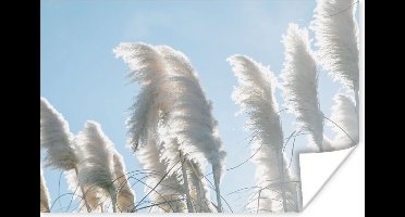 Poster Lucht - Gras - Pampasgras - 30x20 cm