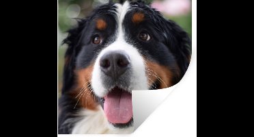 Muurstickers - Sticker Folie - Vooraanzicht van het hoofd van de Berner Sennenhond - 30x30 cm - Plakfolie - Muurstickers Kinderkamer - Zelfklevend Behang - Zelfklevend behangpapier - Stickerfolie