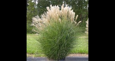 50 x Laag Prachtriet - Siergras Winterhard - Miscanthus sinensis Adagio in 9x9cm pot met hoogte 5-10cm