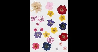 Creativ Company Gedroogde Bloemen en Bladeren 19 stuks Multi