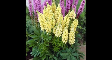 12 x Gele Lupine Gallery Yellow - Bloeiende Tuinplant Winterhard - Lupinus 'Gallery Yellow' in 9x9cm pot met hoogte 0-10cm