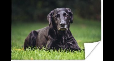 Poster Een zwarte labrador in het gras - 30x20 cm