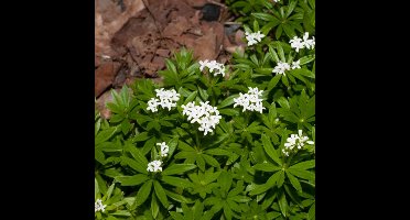 25 x Lievevrouwebedstro Groen|Wit - Bodembedekker Wintergroen - Galium odoratum in 9x9cm pot met hoogte 5-10cm