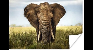 Poster Afrikaanse olifant vooraanzicht - 30x20 cm