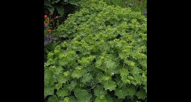 6 x Vrouwenmantel Geel|Groen - Vaste Plant Winterhard - Alchemilla mollis in 9x9cm pot met hoogte 5-10cm