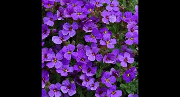 6 x Randjesbloem Paars|Blauw - Bodembedekker Wintergroen - Aubrieta 'Hamburger Stadtpark' in 9x9cm pot met hoogte 5-10cm