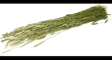 Jr Farm Timothee-Oogst - Ruwvoer - 16x6x65 cm 80 g