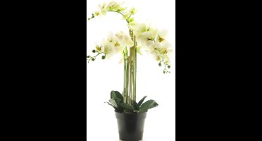 Kunstplant RT Phalaenopsis Bora x5 in pot 60cm white
