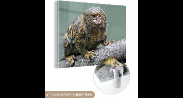 MuchoWow® Glasschilderij 80x60 cm - Schilderij acrylglas - Dwergzijdeaapje op een tak - Foto op glas - Schilderijen