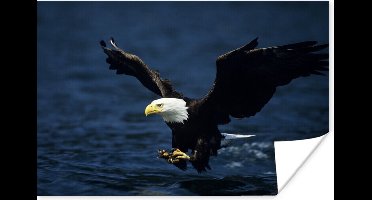 Poster Arend - Close up - Water - 30x20 cm