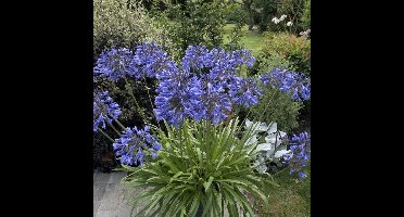 12 x Afrikaanse Lelie Blauw|Paars - Tuberoos of Kaapse Lelie - Agapanthus africanus in 9x9cm pot met hoogte 0-10cm