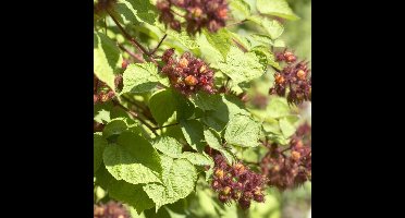 12 x Japanse Wijnbes - Winterharde Klimplant Fruitplant - Rubus 'Phoenicolasius' in C2(liter) pot met hoogte 50-60cm