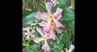 8 x Roze Toscaanse Jasmijn - Wintergroene Klimplant - Trachelospermum jasminoides 'Pink Showers' in C2(liter) pot met hoogte 50-60cm