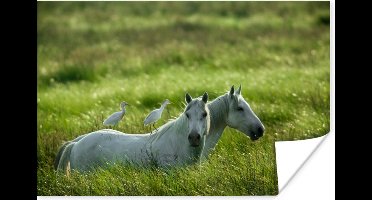 Poster Paarden - Vogel - Gras - 30x20 cm