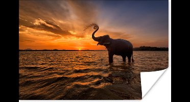 Poster Olifant - Zee - Dieren - Zonsondergang - Oranje - 30x20 cm