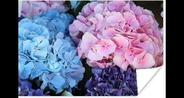 Poster Bloemen - Struik - Hortensia - Botanisch - 30x20 cm
