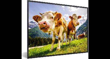PosterMonkey - Poster - Fotolijst - Koeien - Gebergte - Alpen - Natuur - Dieren - 80x60 cm - Posters - Foto met lijst - Poster met kader - Poster koe - Posterlijst