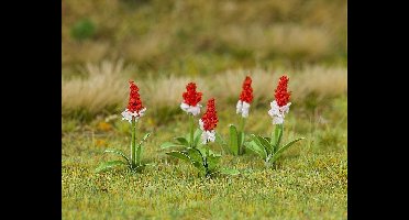 Faller - 32 Orchideeprimula - modelbouwsets, hobbybouwspeelgoed voor kinderen, modelverf en accessoires