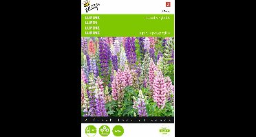 2 stuks - Buzzy - Lupinus polyphyllus Russell s Hybriden Gemengd
