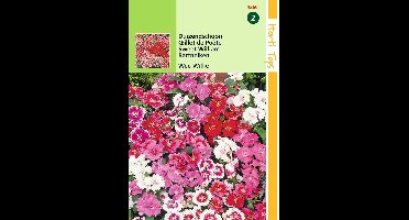 2 stuks - Hortitops - Dianthus Barbatus Wee Willie Gemengd