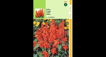 2 stuks Salvia Splendens St. Jansvuur