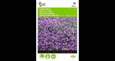 Hanglobelia Sapphire - Lobelia pendula