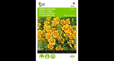 Buzzy Zaden - Afrikaantje Starfire (Tagetes tenuifolia)