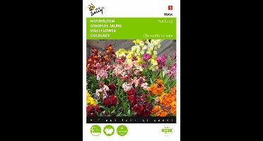 Muurbloem Fair Lady gemengd - Cheiranthus cheiri