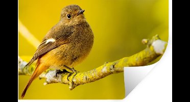 Muurstickers - Sticker Folie - Dieren - Vogel - Tak - 30x20 cm - Plakfolie - Muurstickers Kinderkamer - Zelfklevend Behang - Zelfklevend behangpapier - Stickerfolie