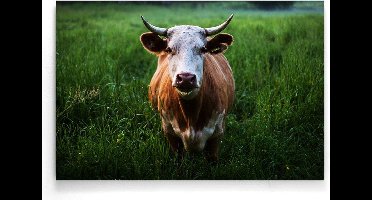 Walljar - Koe - Dieren poster