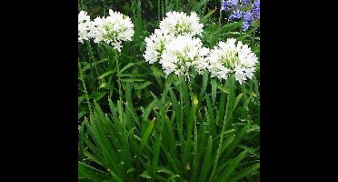 25 x Afrikaanse Lelie Wit - Tuberoos of Kaapse Lelie - Agapanthus africanus 'Albus' in 9x9cm pot met hoogte 0-10cm