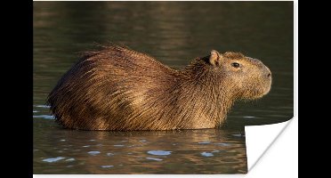 Poster Een Capibara staat in het water - 30x20 cm