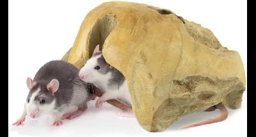 Back Zoo Nature Teaky House