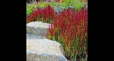 6 x Japans Bloedgras Rood|Groen - Winterhard Siergras - Tuinplanten - Imperata Red Baron in 9x9cm pot met hoogte 5-10cm