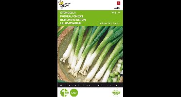 Stengelui Ishikura - Allium fistulosum