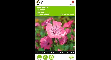 2 stuks - Buzzy - Lavatera trimestris Rose Rood