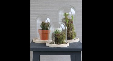 Glazen koepel met houten basisvoet Ø 14 cm en 21 cm hoog (1 st)