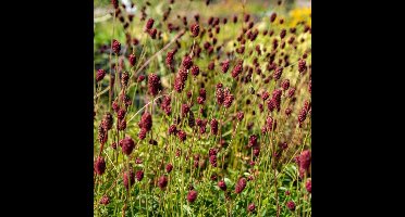 6 x Sanguisorba officinalis 'Tanna' - Rode Pimpernel - Vaste Plant in 9x9cm pot met hoogte 0-10cm