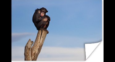 Poster Aap - Paal - Chimpansee - Dieren - Lucht - 30x20 cm