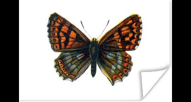 Poster Vlinders - Insect - Lucina - 30x20 cm