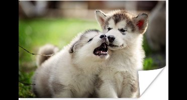 Poster Puppy's samen aan het spelen - 30x20 cm