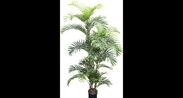 Areca palm - 160 cm