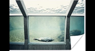Poster Zeehond in aquarium - 30x20 cm